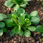 Potagères - Mâche Verte de Cambrai - face recto